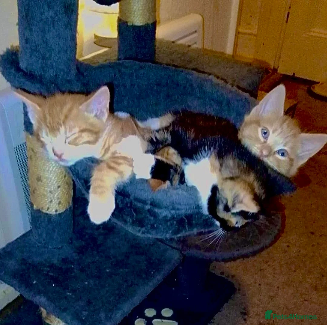 British Shorthair cats for sale: 3 Playful Ginger Boys - 8 weeks old. Ready now 🧡 - Advert 2