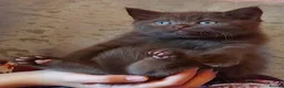 British Shorthair cats for sale: Variety of colours kittens Bradford  - Advert 2