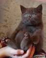 British Shorthair 1
