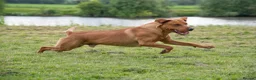 Labrador Retriever dogs for stud: Working Fox Red Labrador Retriever for stud   in Newark - Advert 3