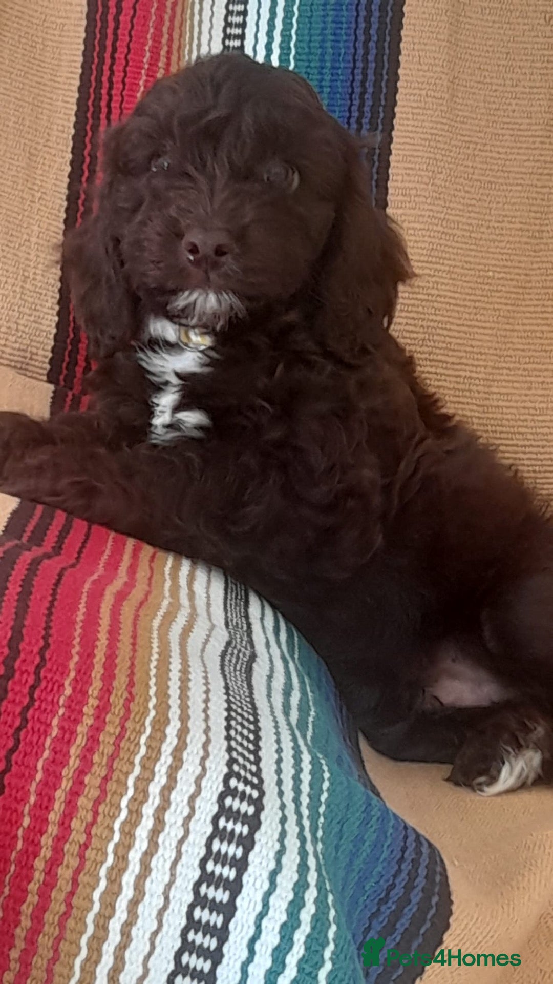 Cockapoo dogs Exceptional F1 cockapoo puppies  - Advert 1