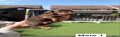 Miniature Dachshund 1
