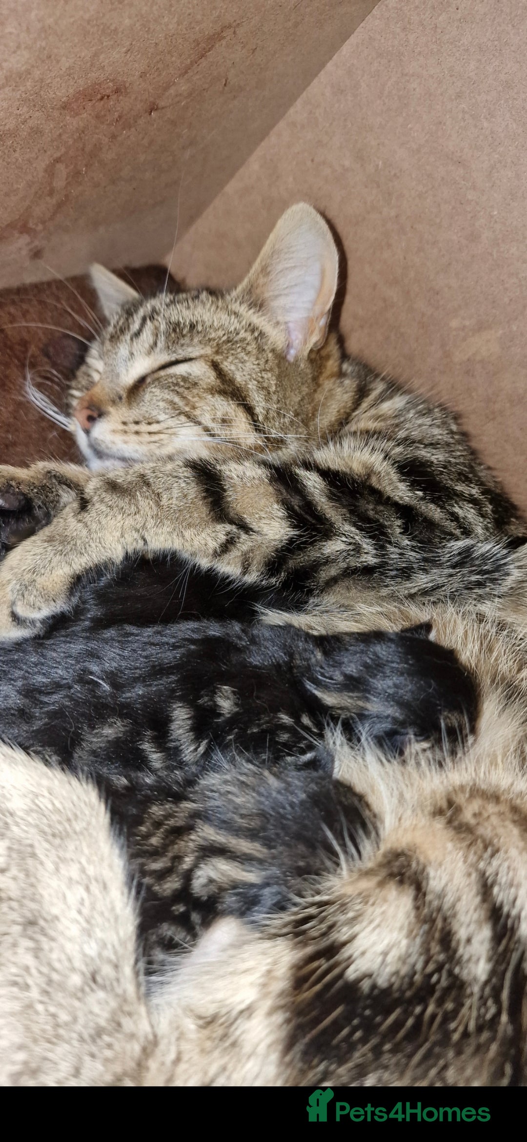 Mixed Breed cats for sale: Beautiful Fluffy Kitten - Image 3