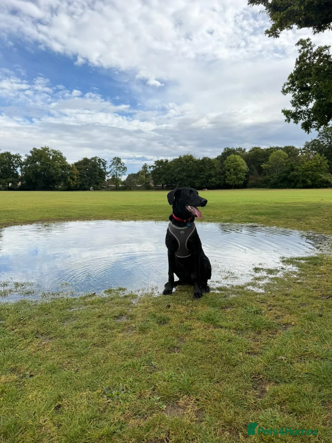 Sheprador dogs for sale: labrador x German shepherd  in Crawley - Advert 7