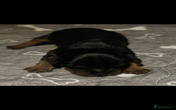 Cavalier King Charles Spaniel dogs for sale: Cavalier King Charles spaniel puppies  - Image 4