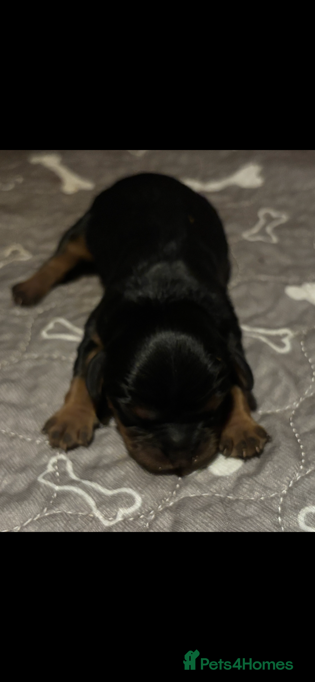 Cavalier King Charles Spaniel dogs for sale: Cavalier King Charles spaniel puppies  - Image 4