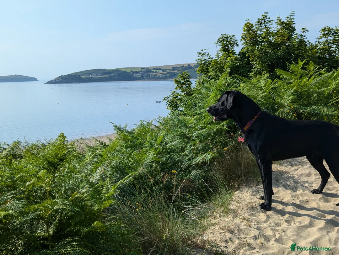 Labrador Retriever dogs for stud: Black Labrador for stud - North West - Proven stud in Saint Helens - Advert 22