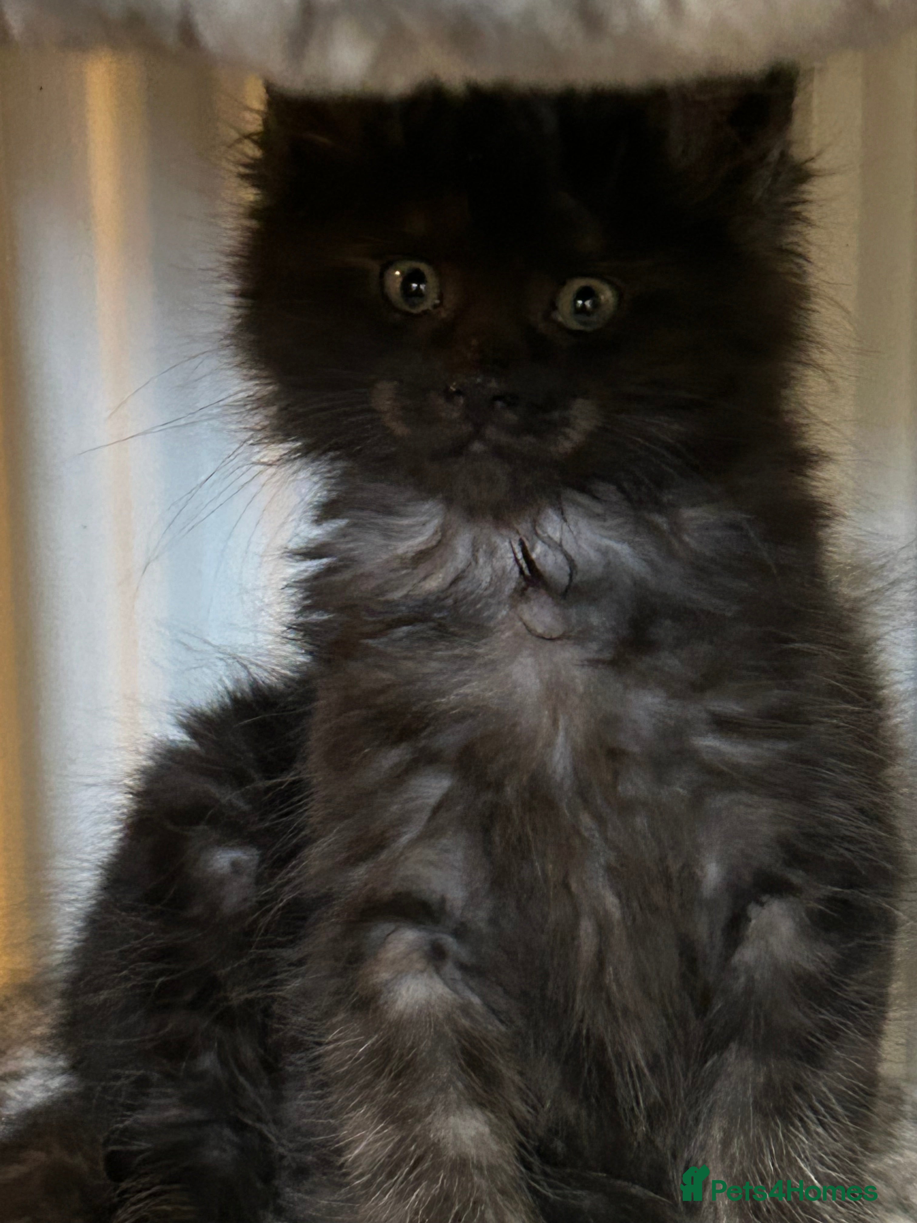 Maine Coon cats 7 BEAUTIFUL MAINECOON KITTENS LEFT  - Advert 10