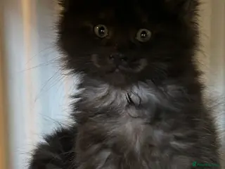 Maine Coon cats 6 BEAUTIFUL MAINECOON KITTENS LEFT - Advert 15