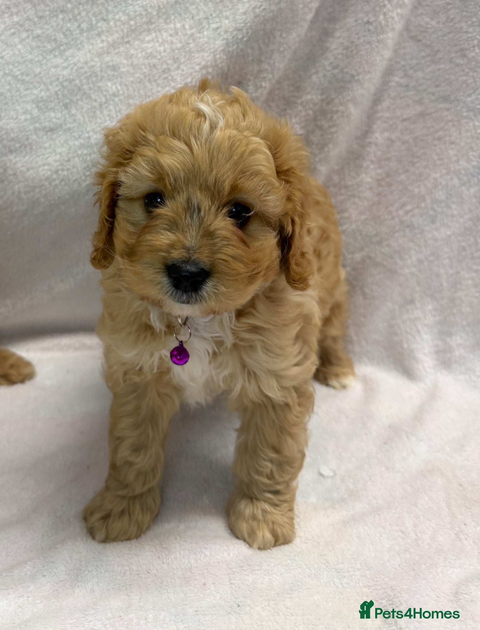 Cavapoo dogs Bred From Health Tested Parents Cavapoo Girls - Advert 1