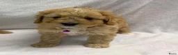 Cavapoo dogs for sale: Bred From Health Tested Parents Cavapoo Girls - Advert 1