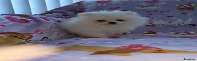 Pomeranian 1