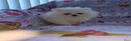 Pomeranian dogs for sale: 3 gorgeous, small white Pomeranians ready now!! - Advert 29