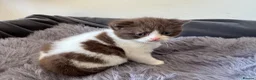 British Shorthair cats for sale: British shorthair kittens  - Advert 10