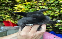 Mini Lop rabbits for sale: Mini Lop Baby Bunnies  - Image 12