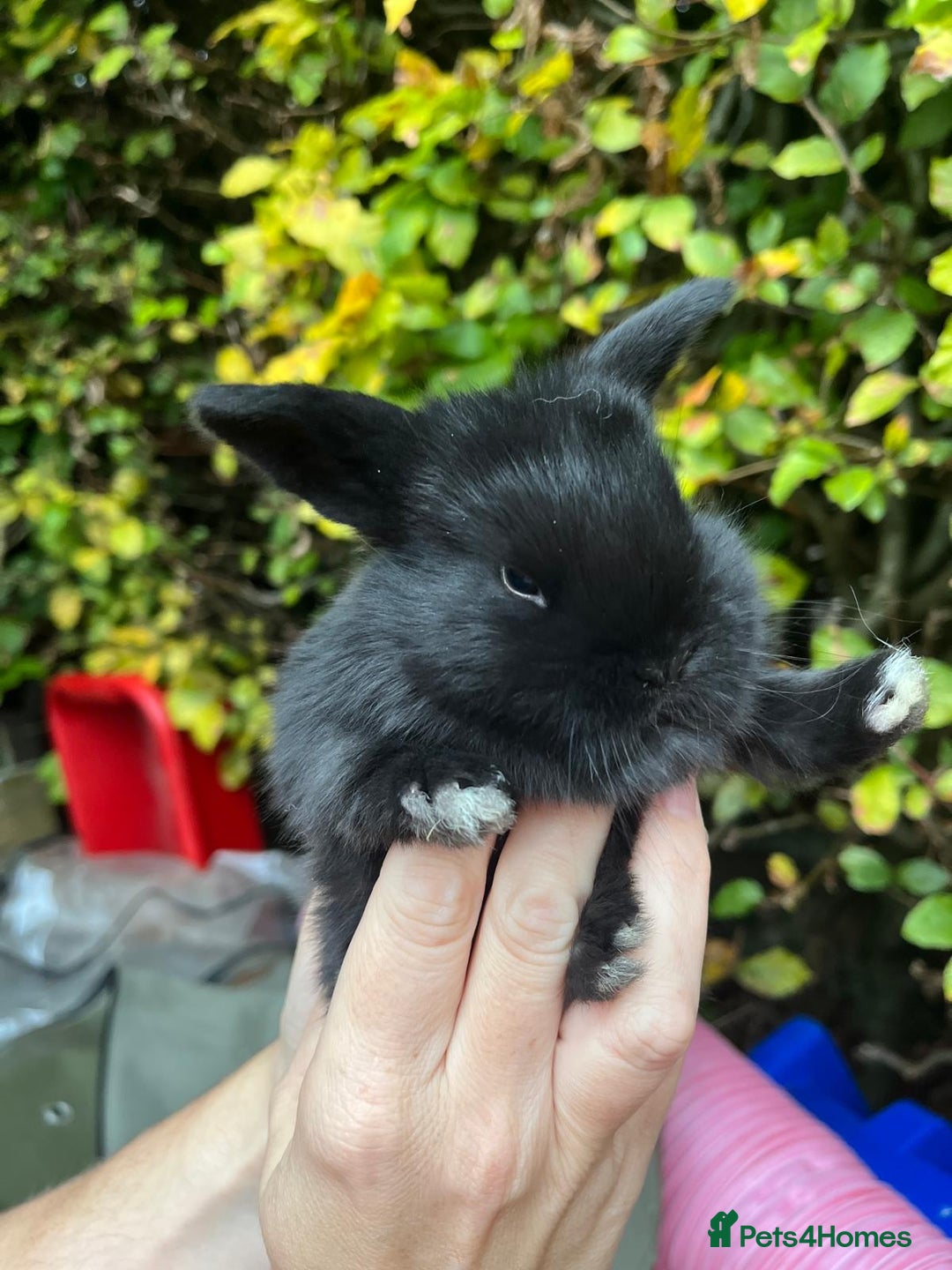 Mini Lop rabbits for sale: Mini Lop Baby Bunnies  - Image 12