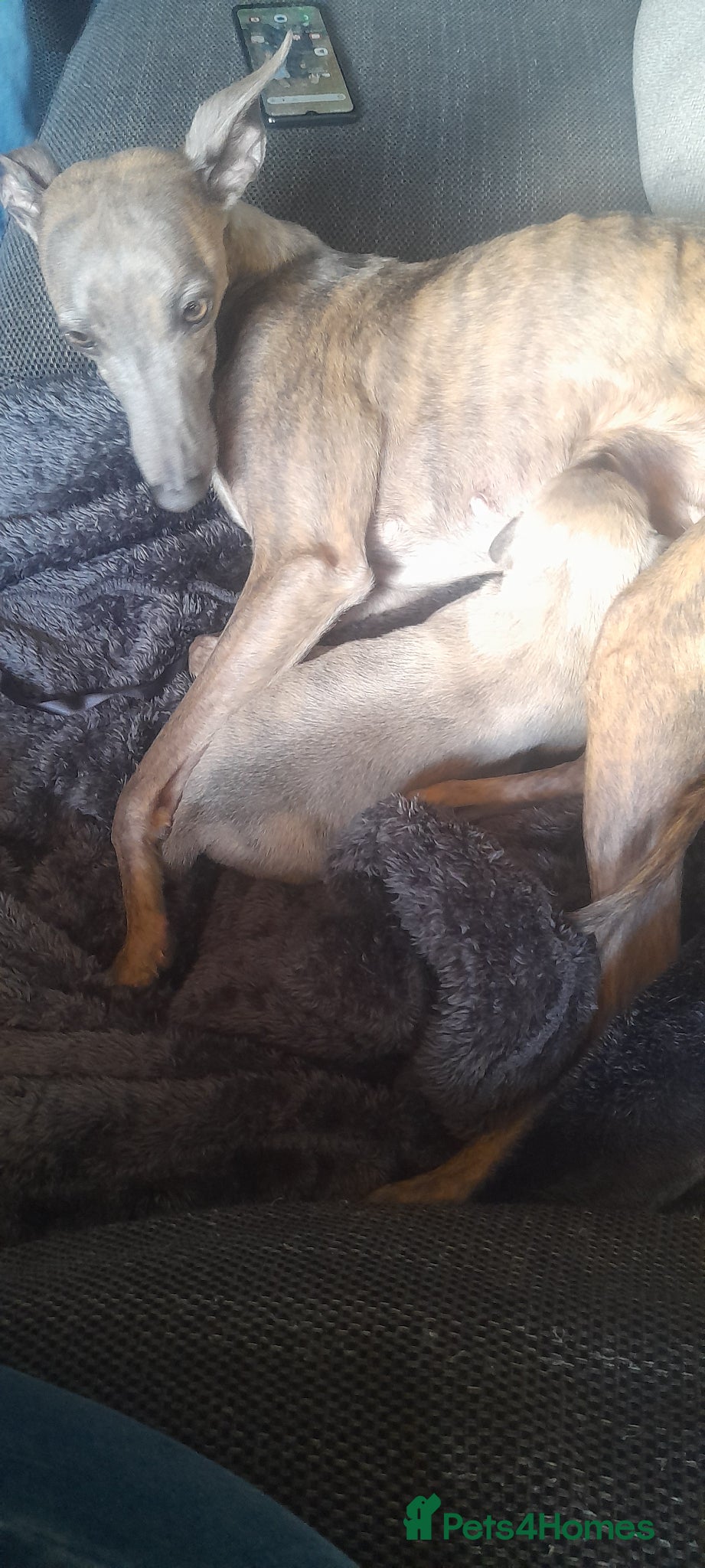 Whippet dogs Whippet  - Advert 1