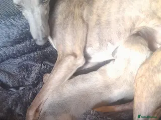 Whippet dogs Whippet - Advert 1