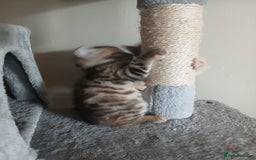 Mixed Breed cats for sale: Beutyful bengal babies wisbech 🐈😻 - Advert 4