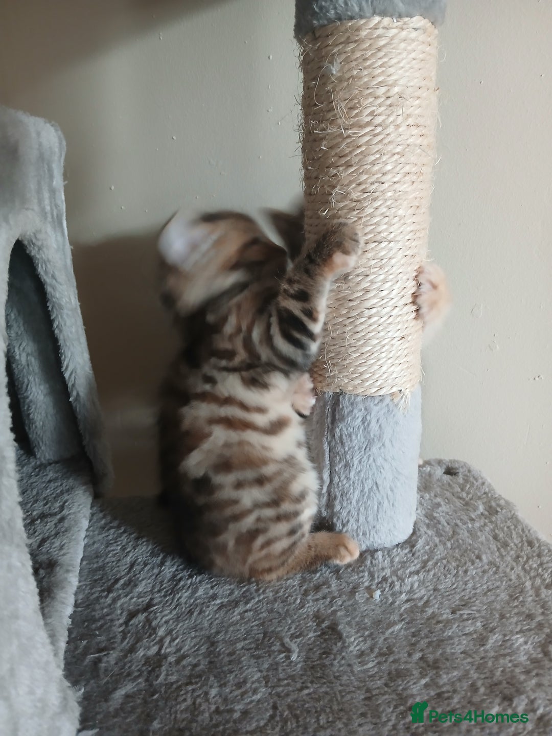 Mixed Breed cats for sale: Beutyful bengal babies wisbech 🐈😻 - Advert 4