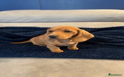 Dachshund dogs for sale: Dachshunds  - Image 2