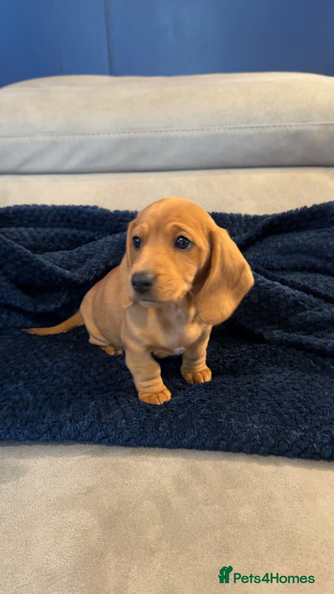 Dachshund dogs for sale: Dachshunds  - Image 2