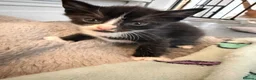 Mixed Breed cats for sale: KITTENS FOR SALE BRYNMAWR  in Ebbw Vale - Advert 6