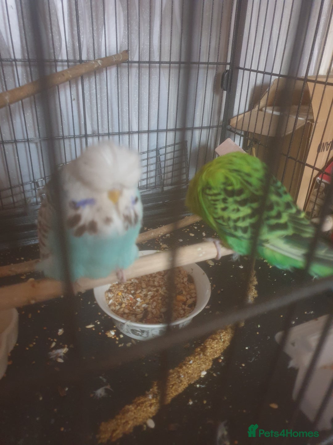 Budgerigars birds for sale: Semi tame female kakariki and 4 show budgies - Image 8