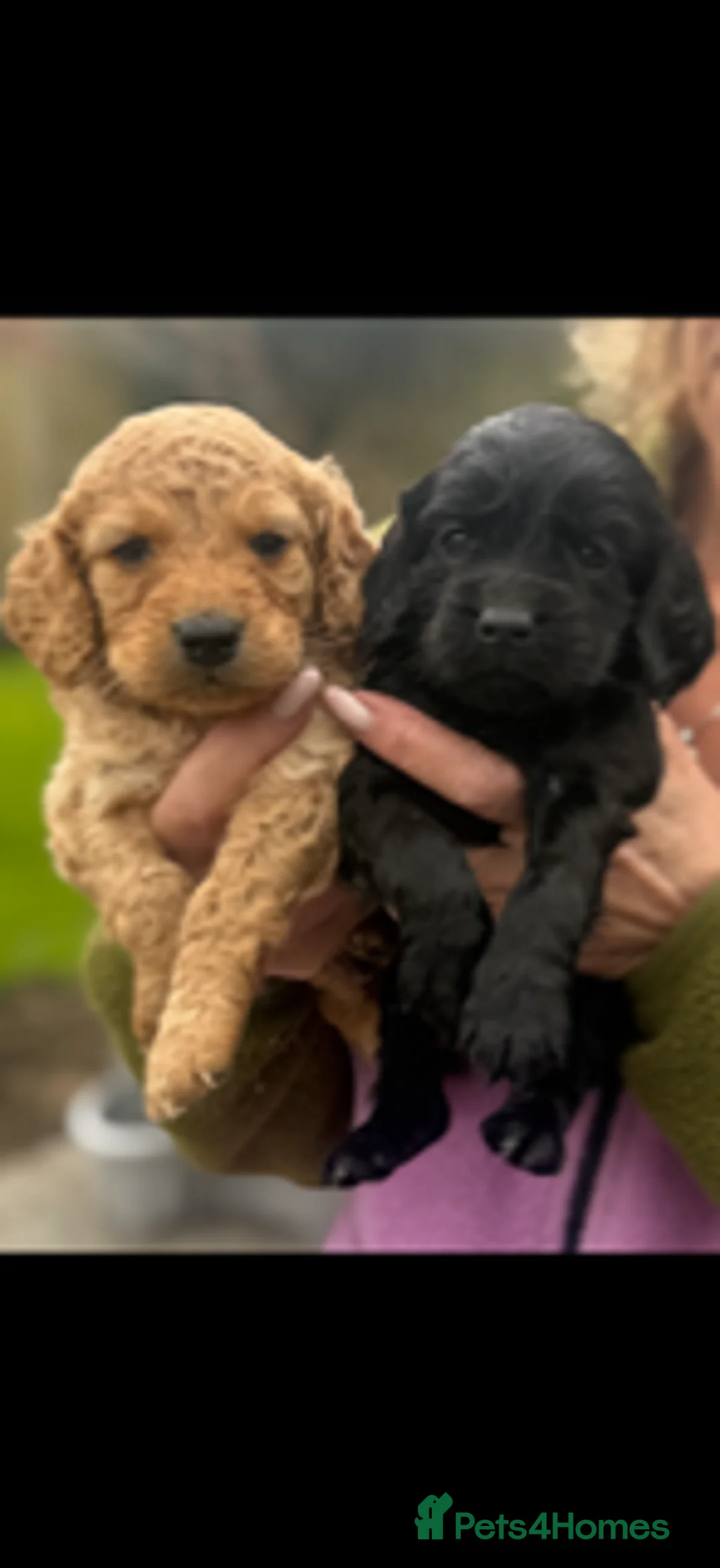 Cockapoo dogs for sale: Gorgeous f2 cockapoo puppies ready next weekend - Advert 1
