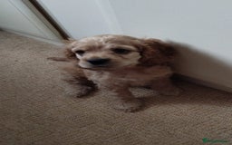 Mixed Breed dogs for sale: CavalierxCocker Spaniel Puppies -Both Parents Here - Image 15