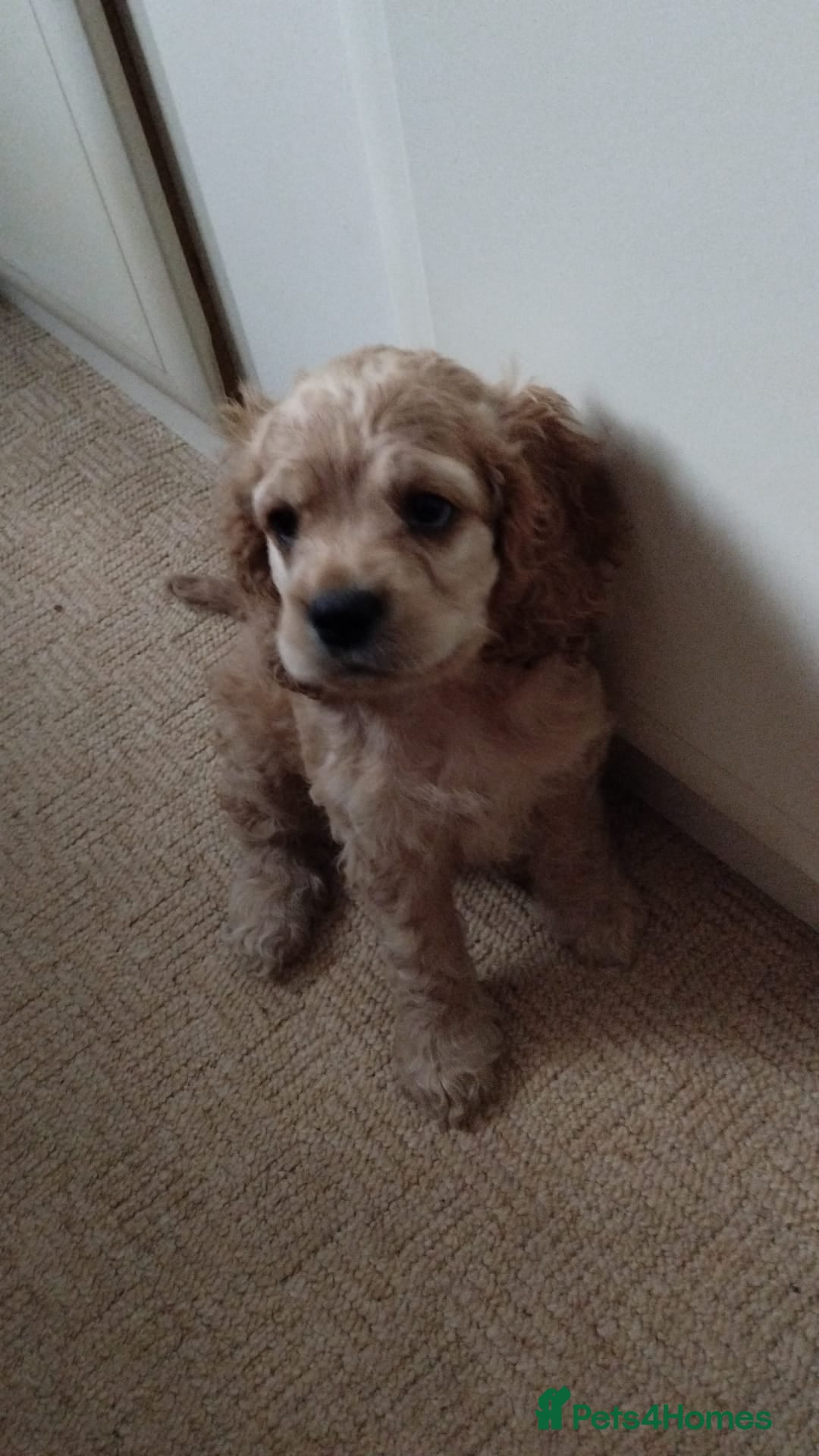Mixed Breed dogs for sale: CavalierxCocker Spaniel Puppies -Both Parents Here - Image 15