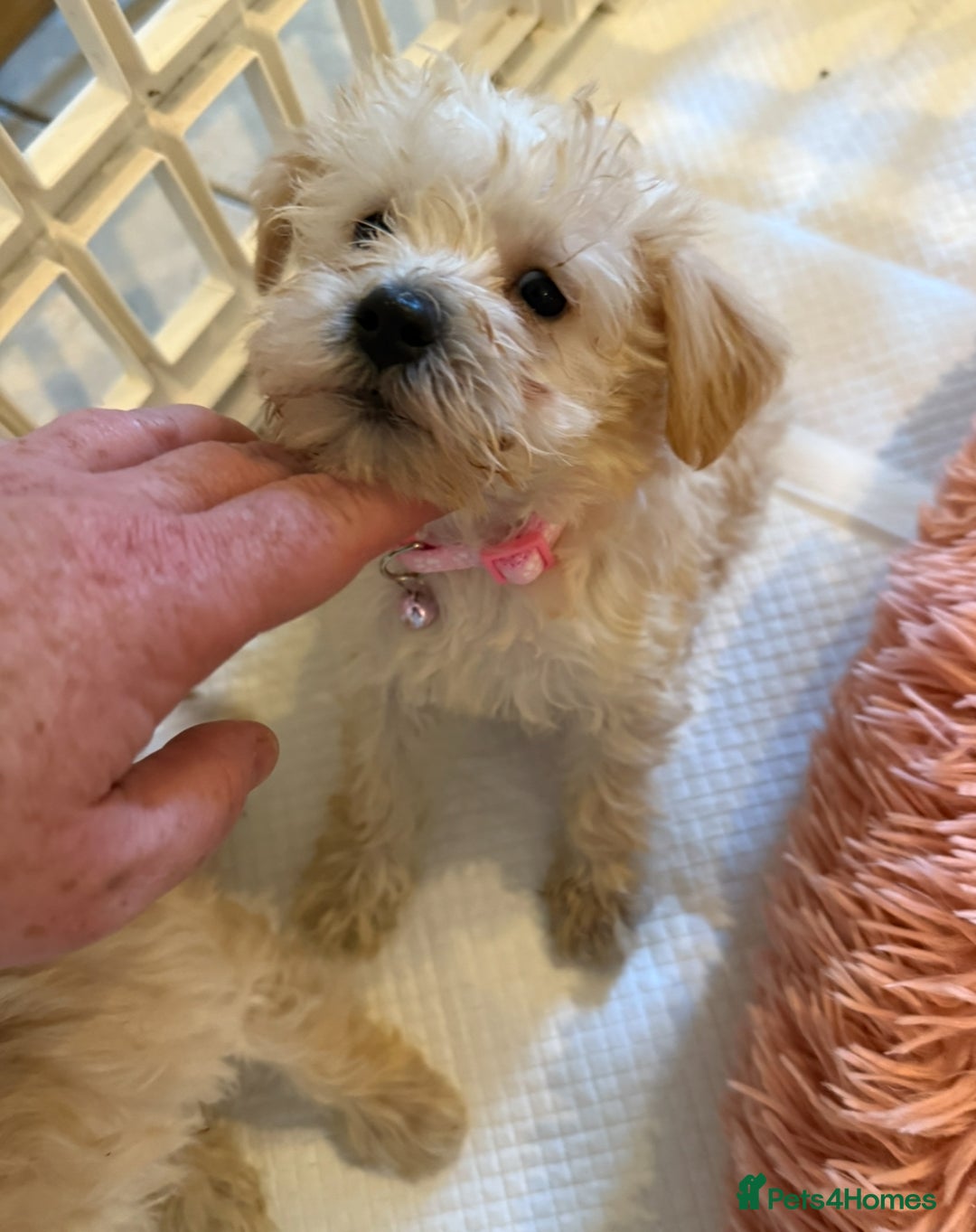 Mixed Breed dogs for sale: Toy/Mini Schnoodle Puppies  - Advert 10