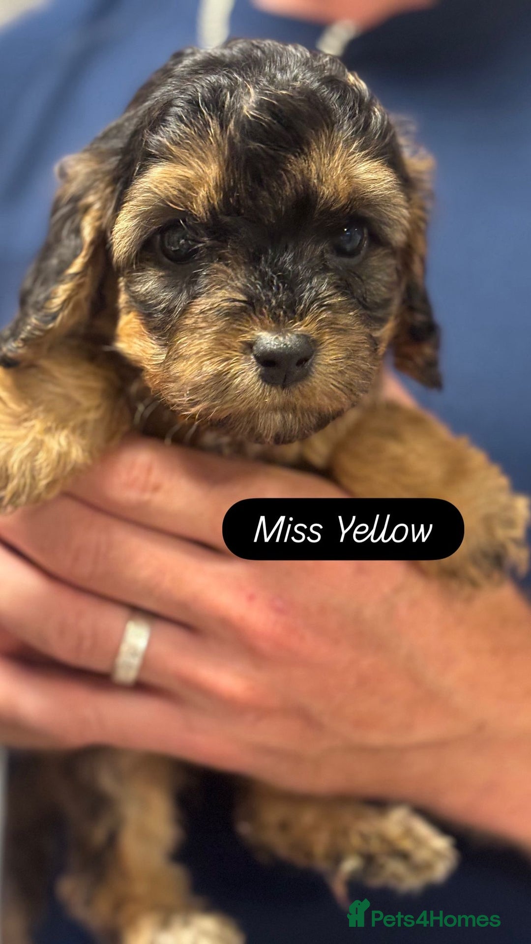 Cockapoo dogs for sale: Cuddly, cute, calm, sable Cockapoo puppies  - Image 22