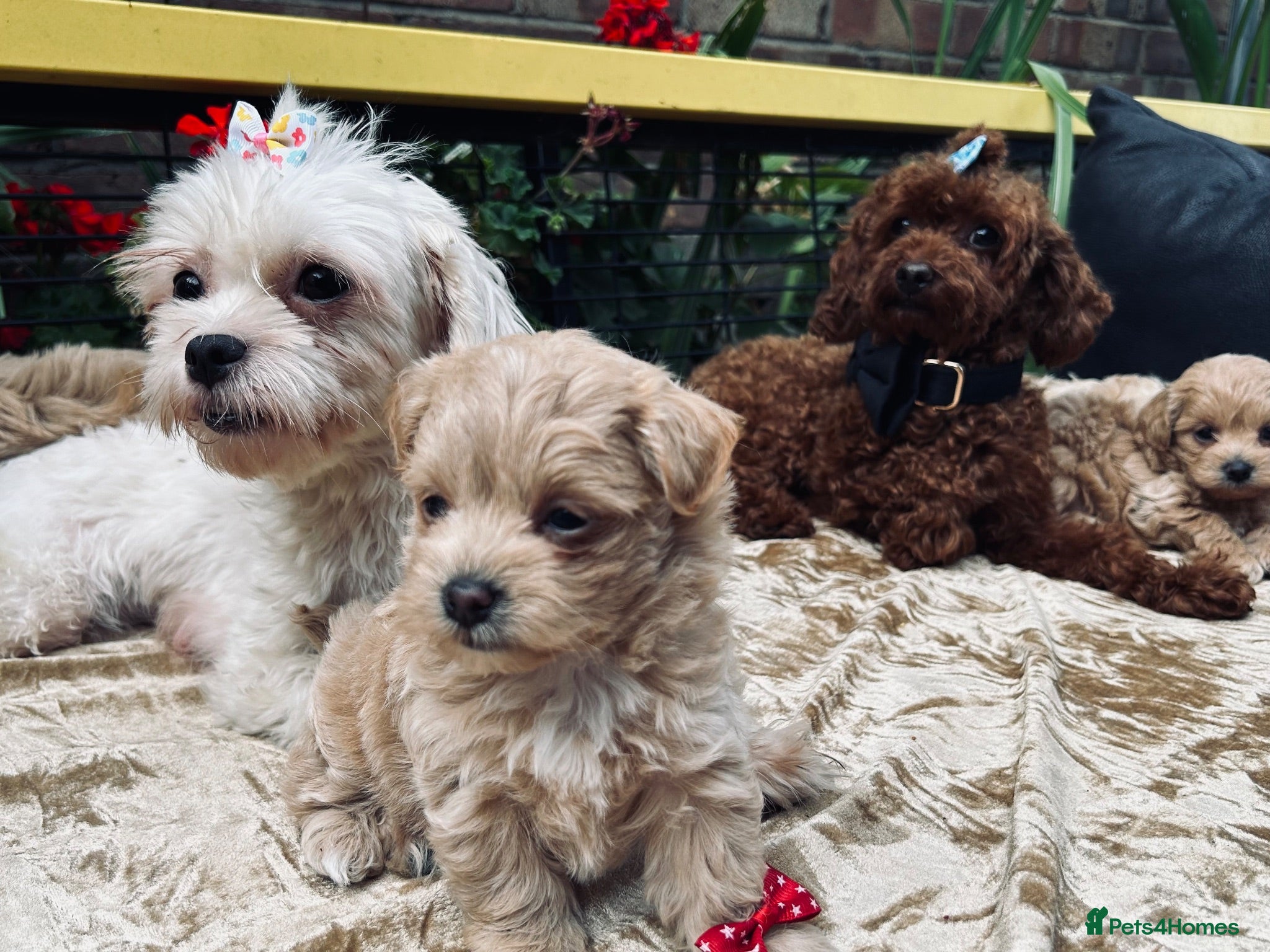 Maltipoo dogs  **  Maltipoo Puppy – Beautiful Teddy Bear Face - Advert 1