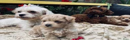 Maltipoo dogs for sale:  **  Maltipoo Puppy – Beautiful Teddy Bear Face - Advert 1