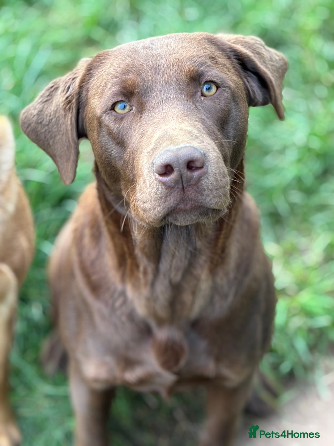 Labrador Retriever dogs for stud: KC Reg Chocolate Stud, 0/0 Hips & FTCH Pedigree in March - Advert 2
