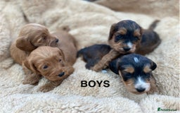Cockapoo dogs for sale: F1 Cockapoo Puppies  - Image 5