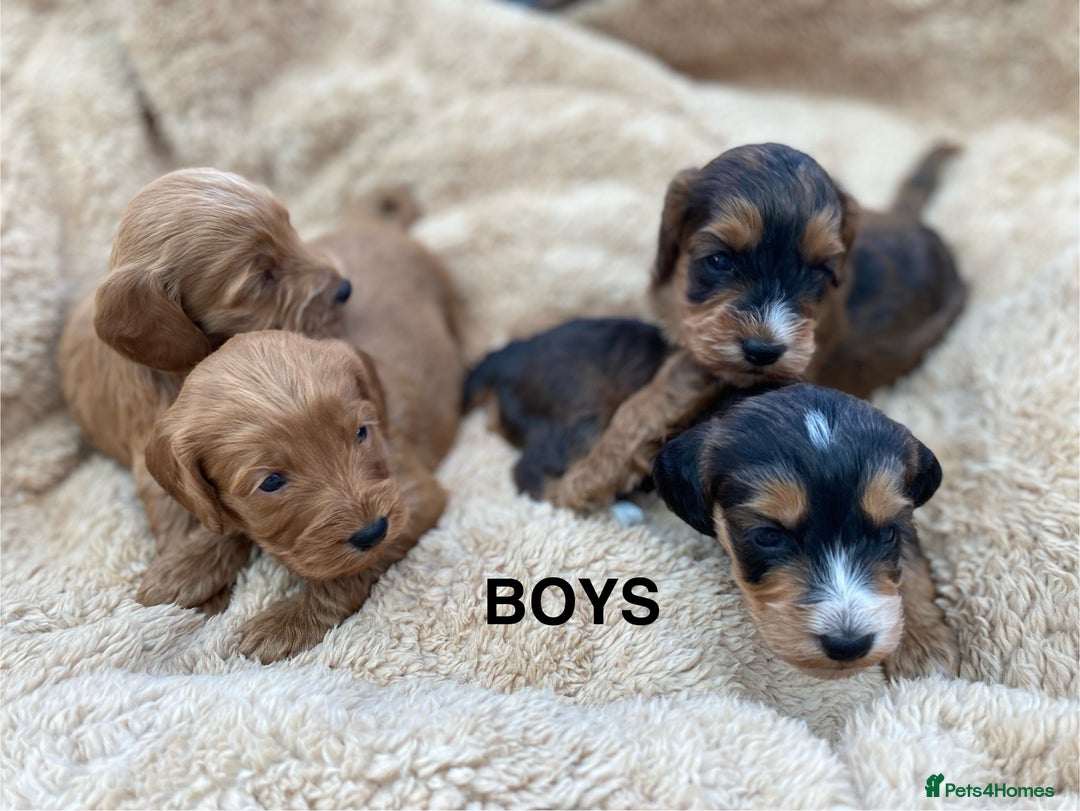 Cockapoo dogs for sale: F1 Cockapoo Puppies  - Image 5