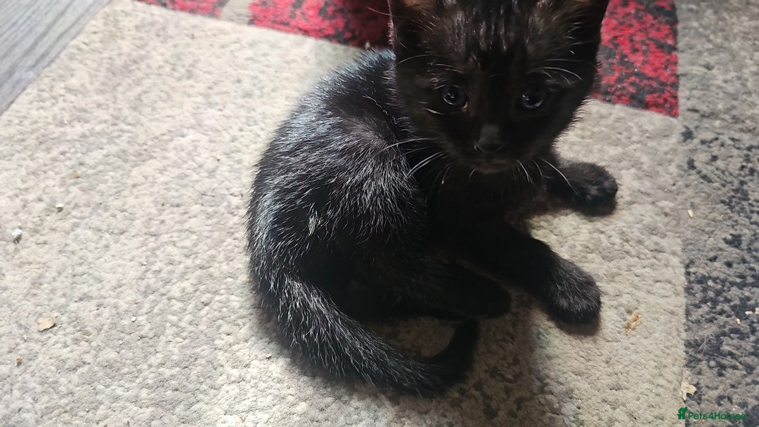 Mixed Breed cats for sale: Bengal/Siamese  - Image 3