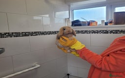 Mini Lop rabbits for sale: Mini lop rabbit - Image 3