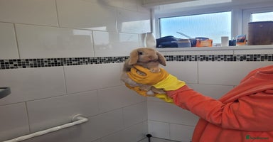 Mini Lop rabbits - Advert 4