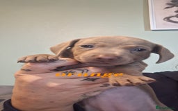 Dachshund dogs for sale: Lilac minuture dashound puppies - Image 5