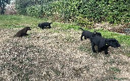 Labrador Retriever dogs for sale: Labrador Puppies  - Image 4