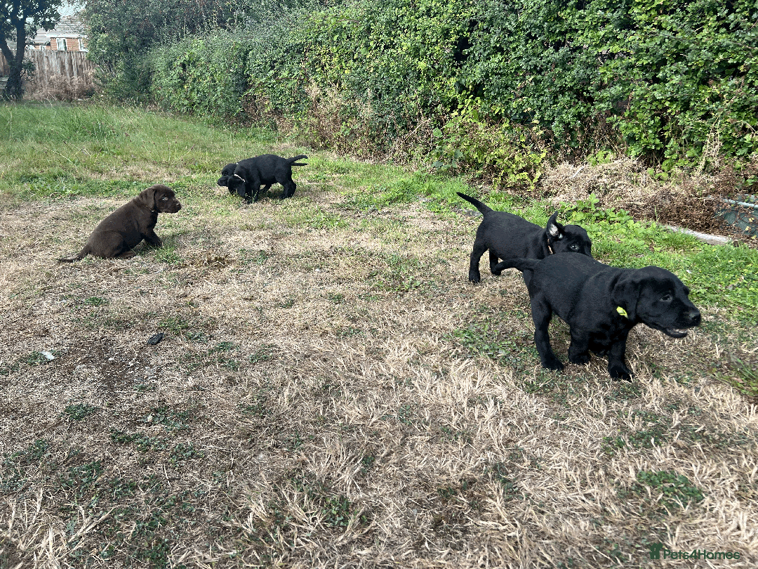 Labrador Retriever dogs for sale: Labrador Puppies  - Image 4