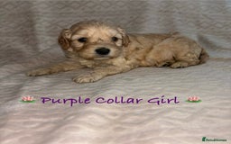 Cavapoo dogs for sale: Beautiful F1 Cavapoo Puppies  - Image 8