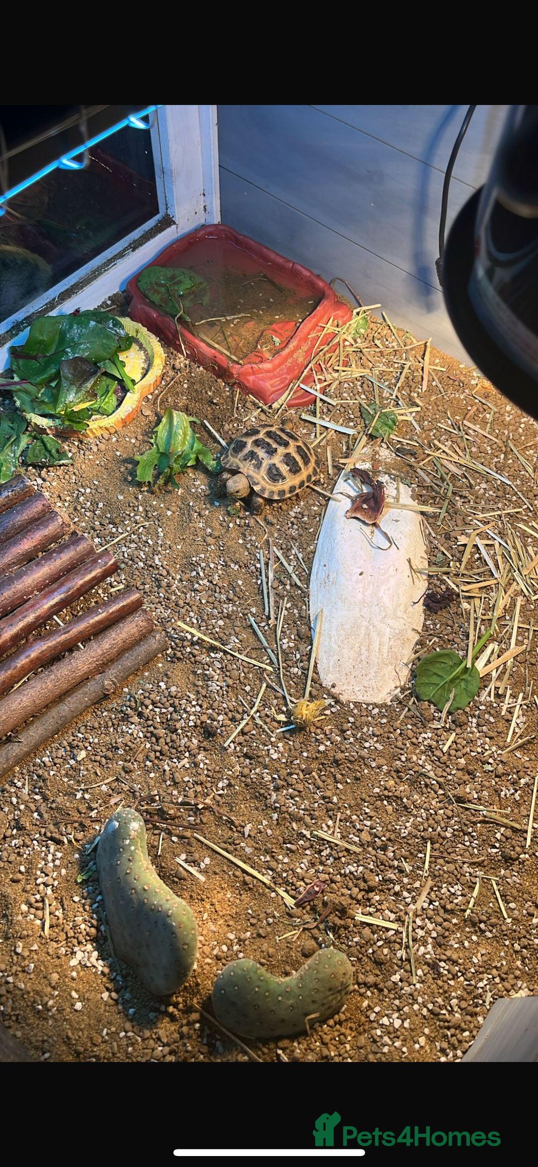 Tortoise reptiles for sale: Horefield tortoise  - Image 1