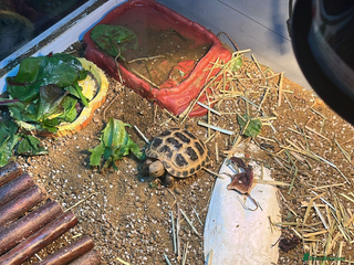 Tortoise reptiles - Advert 1