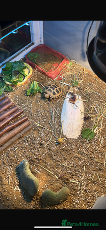 Tortoise reptiles - Advert 1