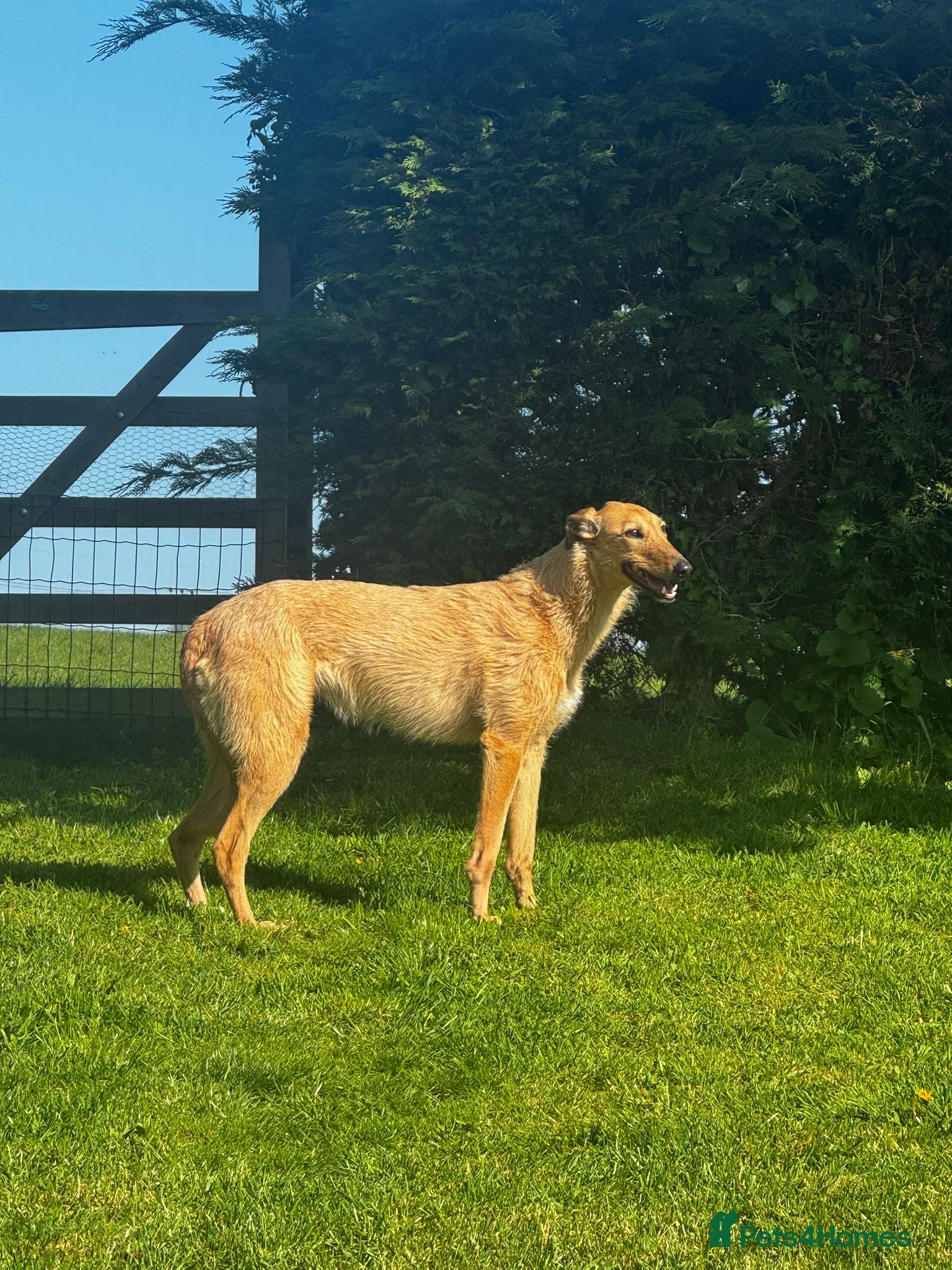 Lurcher dogs Lurcher Bitch / Female  - Advert 6