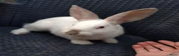 Mixed Breed rabbits for sale: New Zealand White cross Californian rabbits  - Advert 2